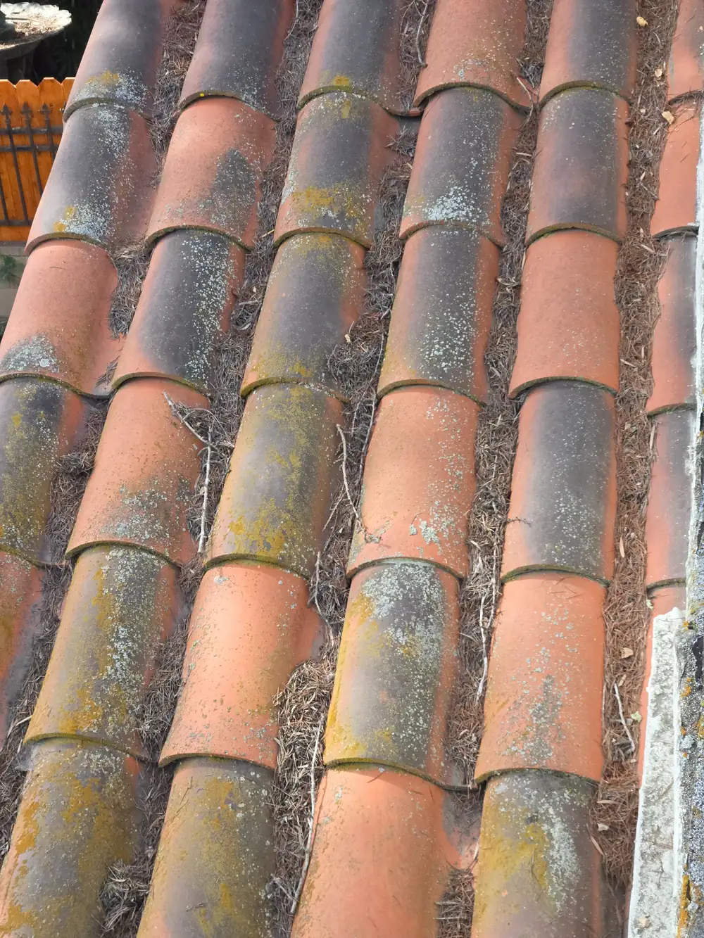 Clay barrel tile roof photographed during a Santa Barbara inspection, lichen growth on the tiles